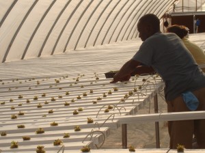 Naim au travail dans la serre hydroponique de Recovery Ventures Corporation.