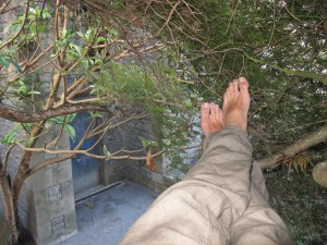 Sébastien est adepte des siestes dans les arbres (ici dans un érable japonais)