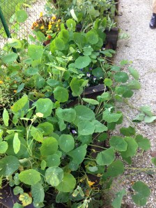 Quelques fleurs d'entrée de jeu