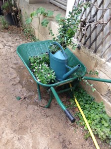 L'arrosage est une activité très prisée des enfants.