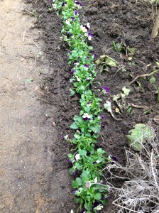 Des pensées récemment plantées.