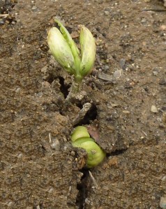 La magie de la naissance du haricot.