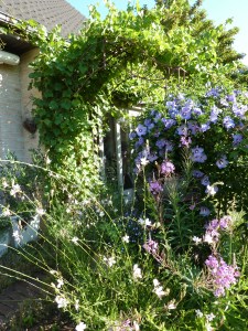 11 Vigne, hibiscus, épilobe