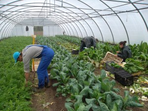 Au départ, les jardiniers ont monté le jardin : serre, irrigation, électricité. Ils continuent à contribuer à l'entretien selon leurs compétences.