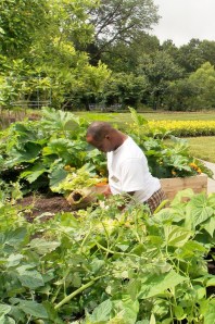 Lentalus inspecte les courgettes. 