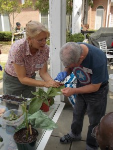 Plantation de plantes grasses
