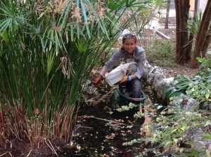 France Pringuey nettoie un bosquet de papyrus.