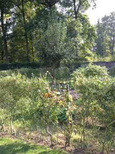 Vue du jardin de soin
