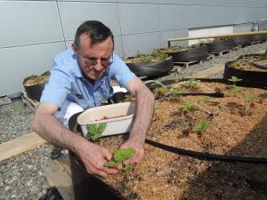 Récolte de fraises. Cette année, le potager a produit 150 kilos de tomates et une soixantaine de kilos de haricots verts...