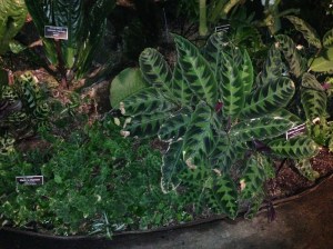 Dans les collections