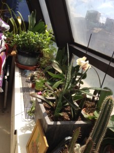 Dans la serre temporaire