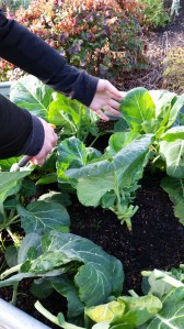 Les mains dans la terre