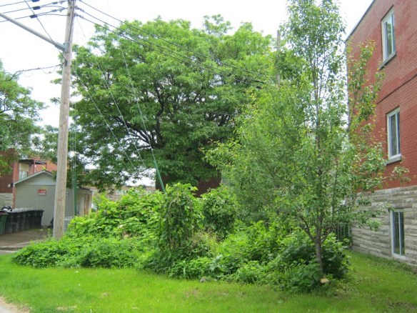 Forêt nourricière dans le quartier Place Benoît