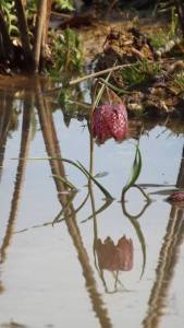 La noue, imaginée dès le départ pour s'adapter aux spécificité du terrain, prend forme.