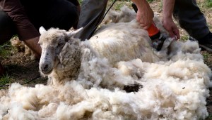 Le jour de notre visite était aussi le jour de la tonte des moutons.