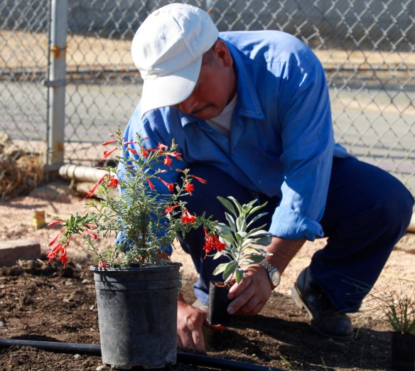 Planting sage at Garden Install CSP-Solano